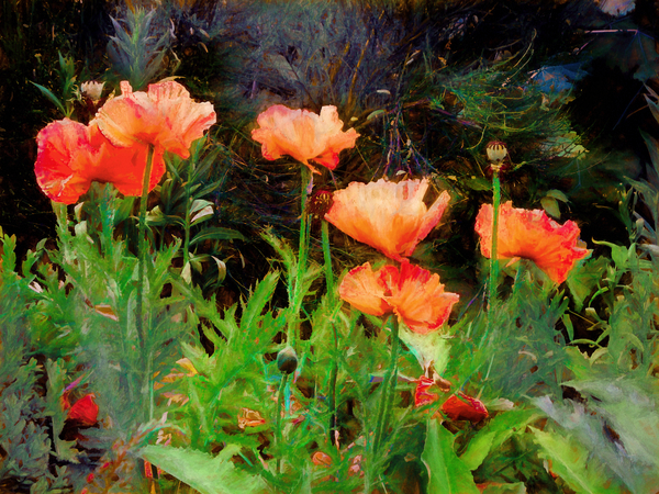 Peachy Poppies from Helen White