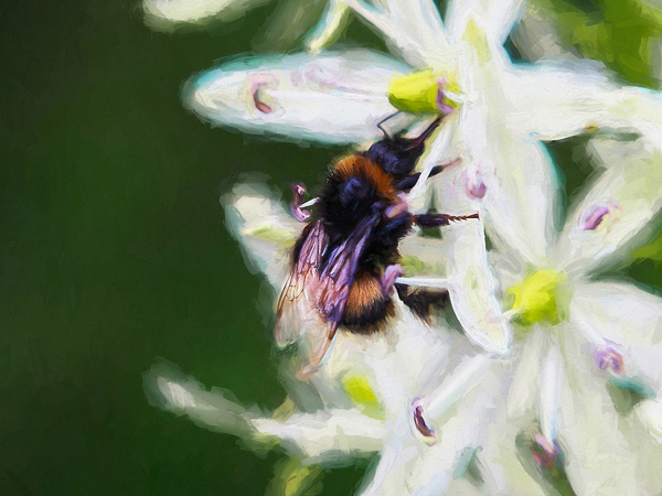 Summer bee from Helen White