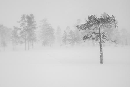 Baum im Schneesturm