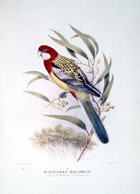 Yellow-Mantled Parakeet from ''Birds of Australia'' by Gregory Macalister Mathews (1876-1949) & Tom 