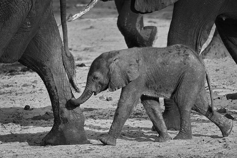 Baby Elefant from Henk Langerak