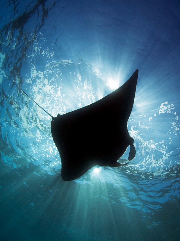 Manta-Silhouette from Henry Jager