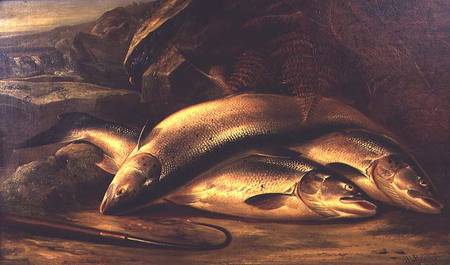 Still Life of Salmon from Henry Leonidas Rolfe