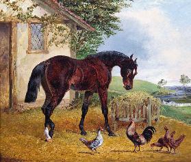 Farmyard Scene