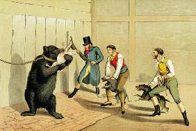 'Bear Baiting', pub. by Thomas McLean, 1820, (sporting print)