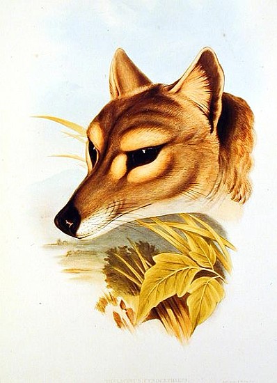 Tasmanian Wolf or Tiger (thylacinus cynocephalus) from Henry Constantine Richter