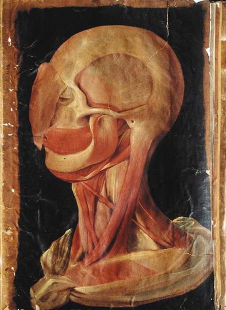 Anatomical drawing of the human head from Hieronymus Fabricius ab Aquapendente