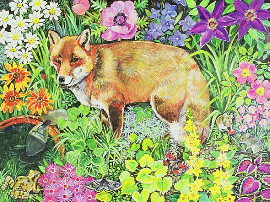 The Barnet Fox  from Hilary  Jones