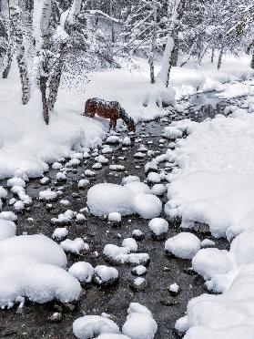 Drinking in snow