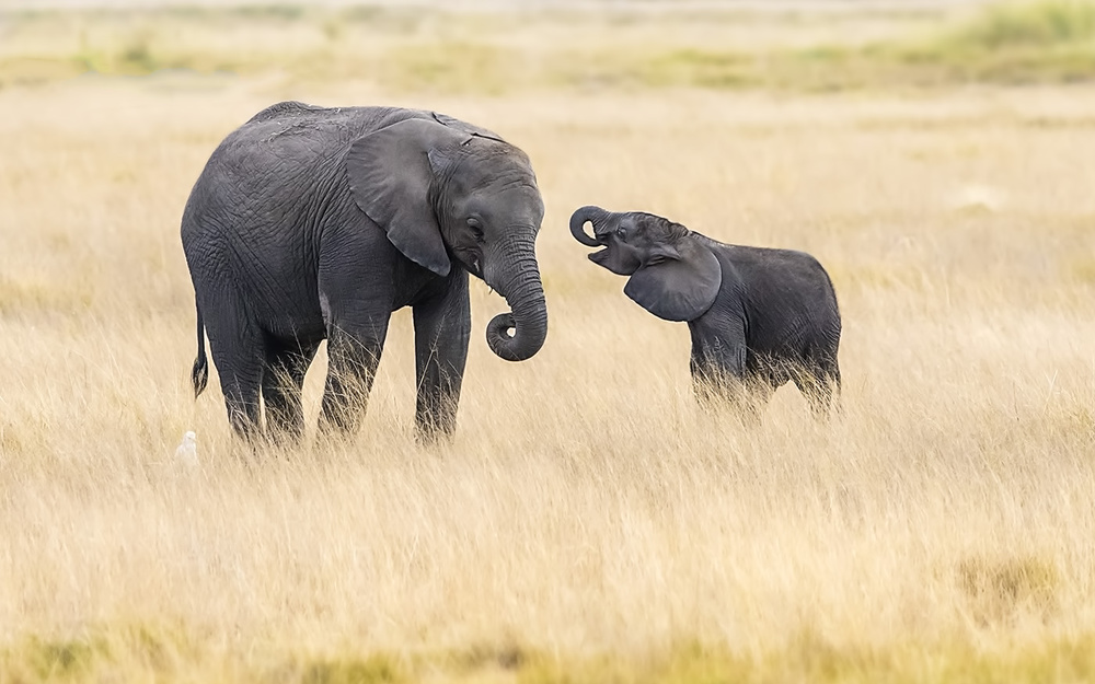 Mutter und Baby-Elefanten from Hua Zhu