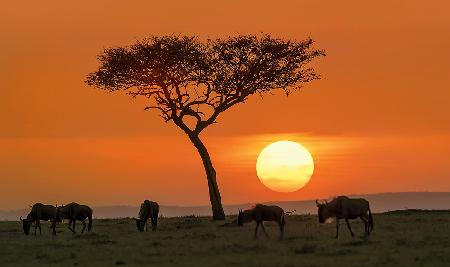 Safari-Sonnenuntergang