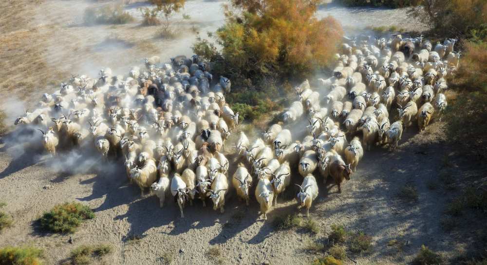 Sheep from Hua Zhu