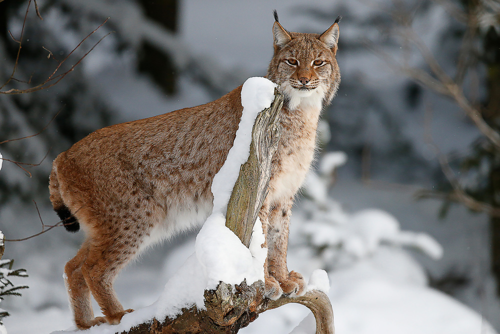 Luchs from Igor Rossetto