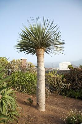 canarian palm from Iñigo Quintanilla