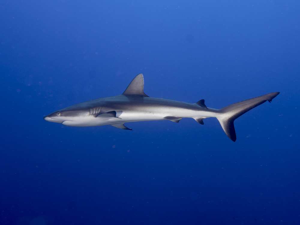 Juvenile  Grey Reef Shark (Carcharhinus amblyrhynchos) from Ilan Ben Tov
