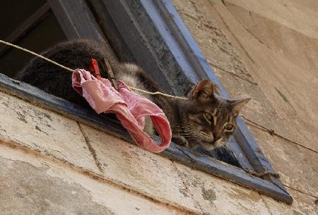 Rosa Unterwäschekatze,Essaouira,Marokko