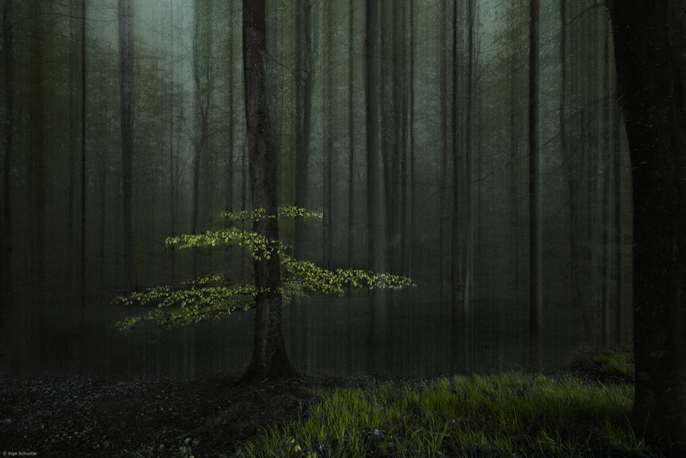 Ein Baum in einem Wald from Inge Schuster
