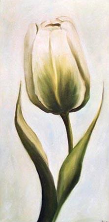 Weiße Tulpe 2