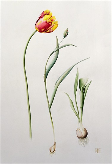 Parrot Tulip, 1995 (w/c)  from Iona  Hordern