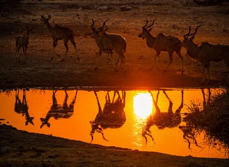 Der Kudu trinkt bei Sonnenuntergang