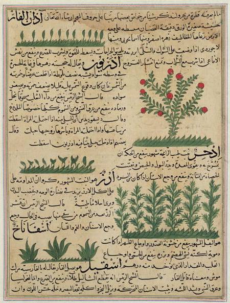 Ms E-7 fol. 142b Botanical plants, illustration from 'The Wonders of the Creation and the Curiositie from Islamic School