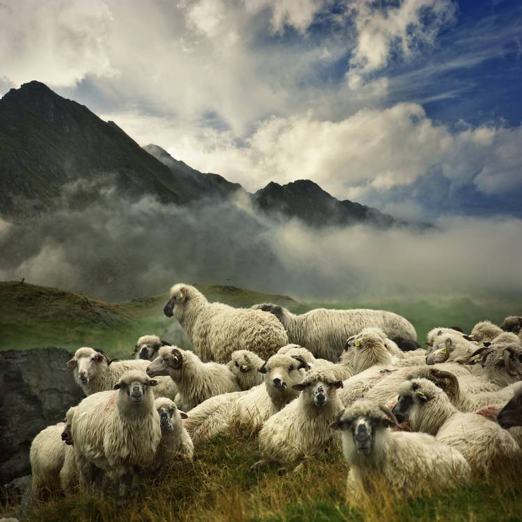 The Silence of the Lambs from Istvan Kadar