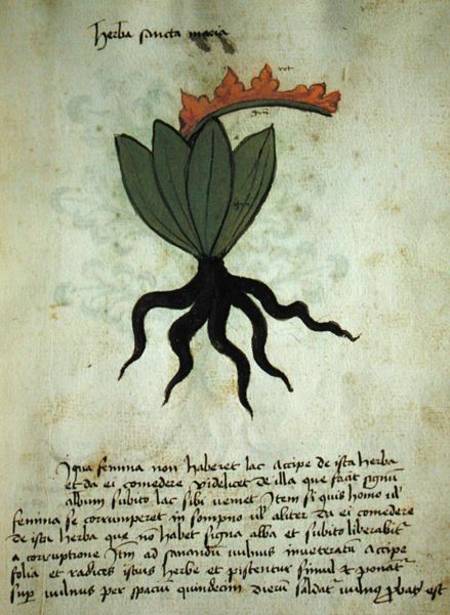 Ms 320 M Fol.28r Herba Santa Maria, from 'Liber Herbarius una cum rationibus conficiendi medicamenta from Scuola pittorica italiana