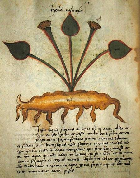 Ms 320 M Fol.29v Herba Nastrusio, from 'Liber Herbarius una cum rationibus conficiendi medicamenta' from Scuola pittorica italiana