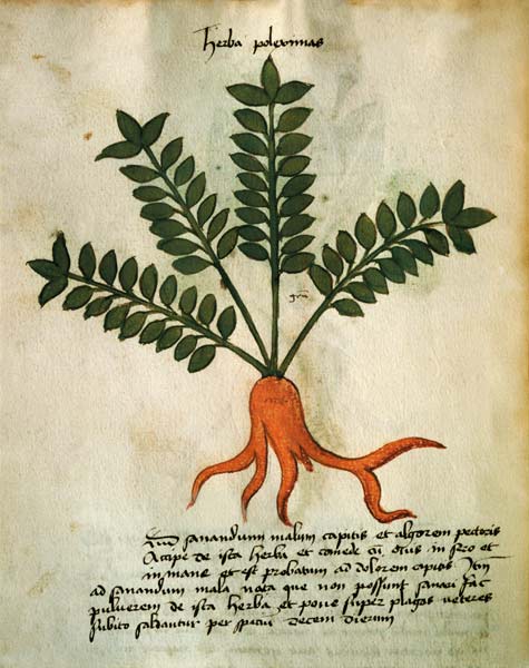 Ms 320 M Fol.31 Herba Poleximas, from 'Liber Herbarius una cum rationibus conficiendi medicamenta' b from Scuola pittorica italiana