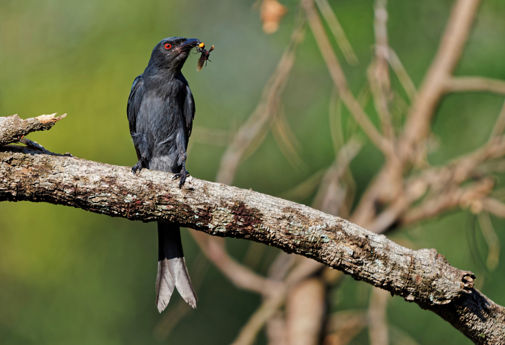 Aschiger Drongo mit Beute from Ivan Miksik