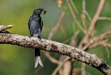 Aschiger Drongo mit Beute