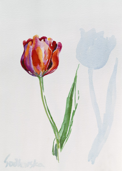 Tulip, 1998 (w/c on paper) (see also 124446 & 124447)  from Izabella  Godlewska de Aranda