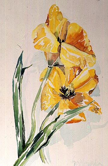 No.6 Yellow Tulip (w/c)  from Izabella  Godlewska de Aranda
