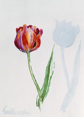 Tulip, 1998 (w/c on paper) (see also 124446 & 124447) 