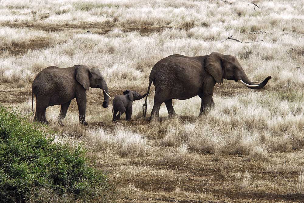 Elefantenfamilie, Tansania from Izonevision/Robert D Abramson