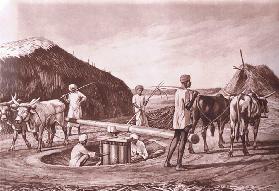 Einheimische Methode zum Zerkleinern von Zuckerrohr in Indien, nach MacMillan-Schulplakaten, um 1950