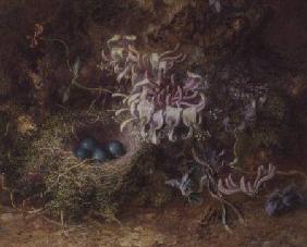 Bird's Nest and Honeysuckle
