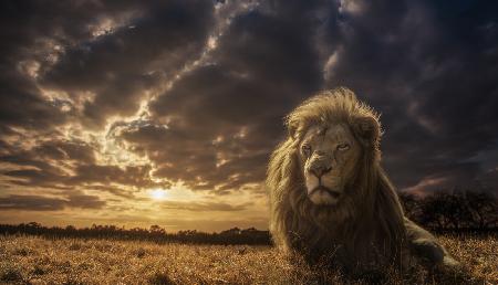 Abenteuer in Savannah – Der König der Löwen