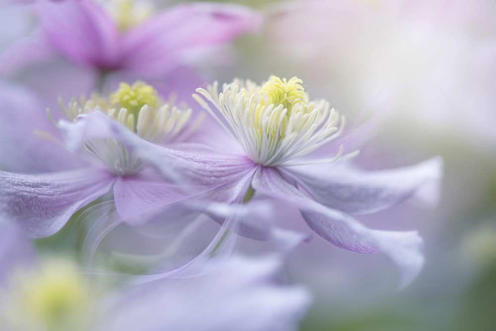Clematis 'Mayleen' from Jacky Parker