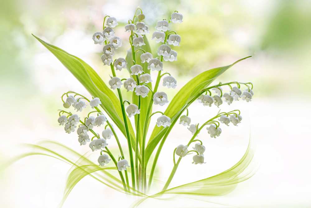Lily of the valley from Jacky Parker