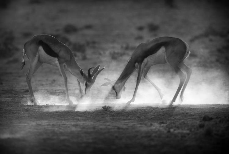 Battle in Black and White from Jaco Marx