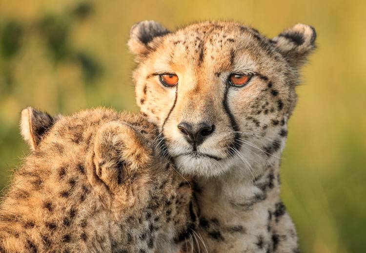 Cheetah eyes from Jaco Marx