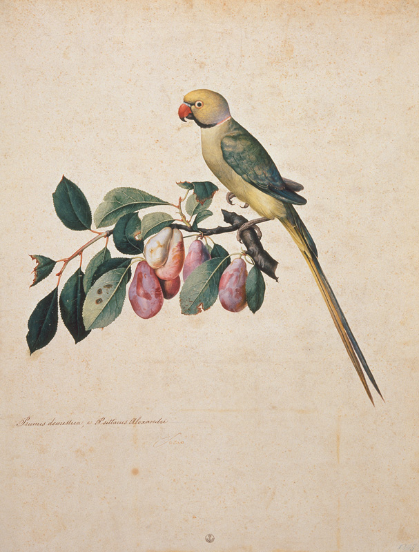 Prunus domestica, e Psittacus Alexan– dri from Jacopo Ligozzi