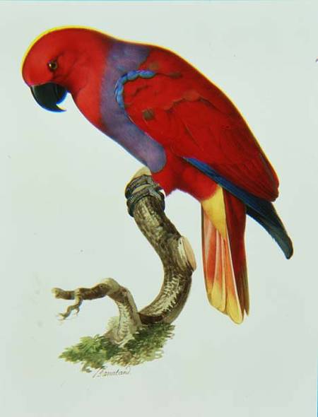 Red Parrot (w/c and gouache) from Jacques Barraband