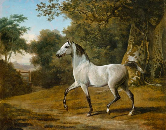 Grauer Arabischer Hengst in einer Waldlandschaft from Jacques-Laurent Agasse