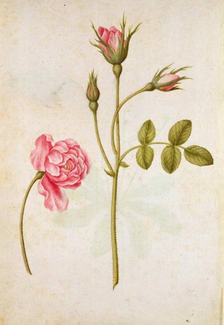 Pink Rose from Jacques Le Moyne