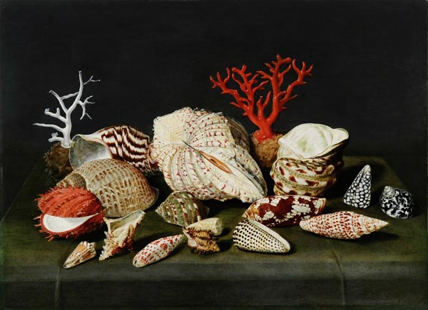 Still life with shells and corals from Jacques Linard