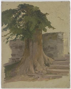 Alter Baum an einem Mauerstück