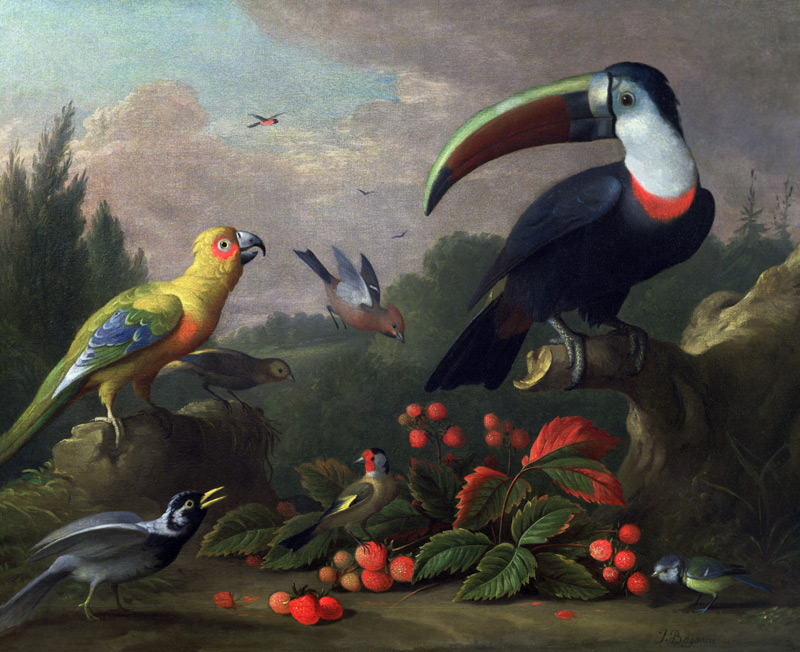 Toucan with Other Birds from Jakob Bogdani or Bogdany
