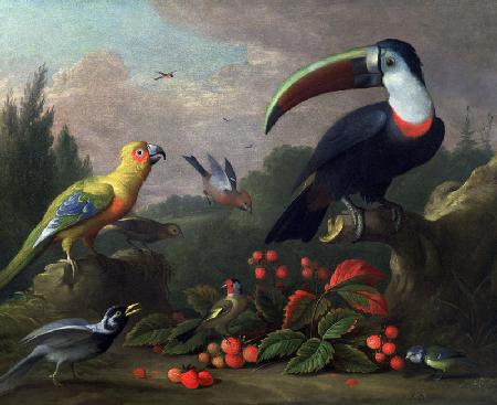 Toucan with Other Birds